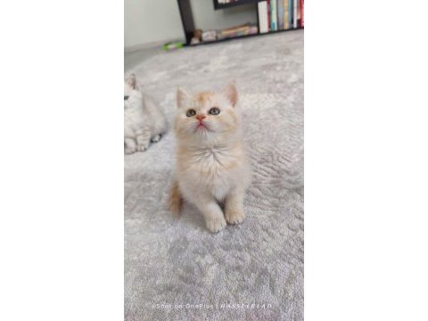 Sahiplendirme british longhair kedisi