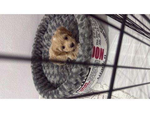3.5 aylık maltipoo