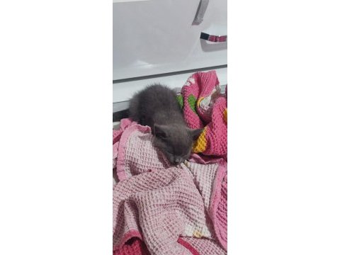 2 aylık yavru kedim yeni yuvasını arıyor