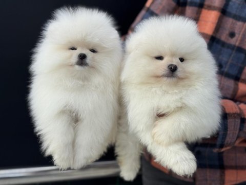 Safkan çok özel teddy face pomeranian yavrularımız