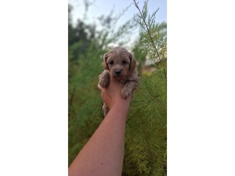F1 0 numara maltipoo yavrularım hazır