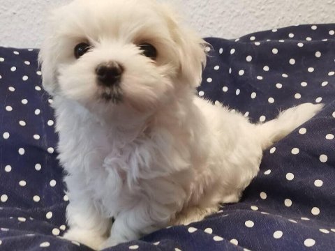 Maltese terrier xs teacup ev doğumlu