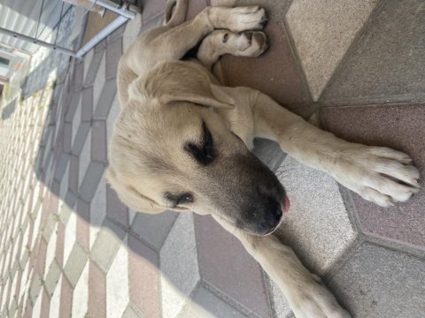 Sokaktan kangal yavrusu