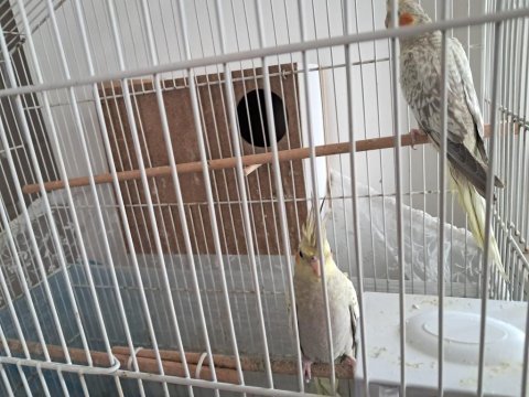 4 aylık mükemmel renk pearl sultan papağanı yavrular