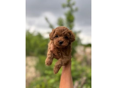 Teacup maltipoo