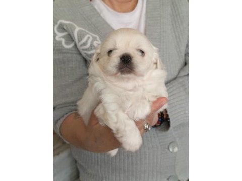 Pekinez yavru köpek dişi ve erkek