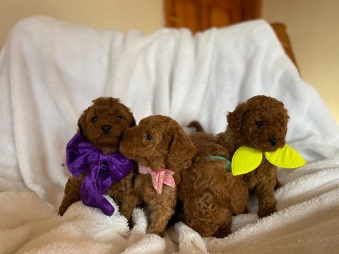 Irk ve sağlık garantili kore poodle bebekleri