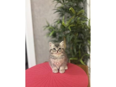 Güzeller güzeli brıtısh shorthair yavrular 