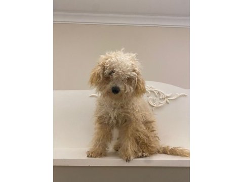 Acil şekilde ücretli sahiplendirilecek köpeğimiz