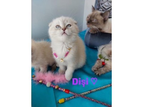 Scottish fold prensesim 2 aylik