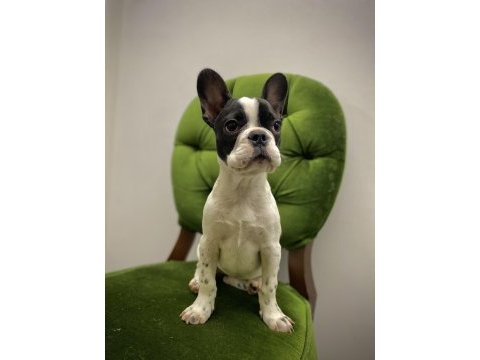 French bulldog a kalite yavrular