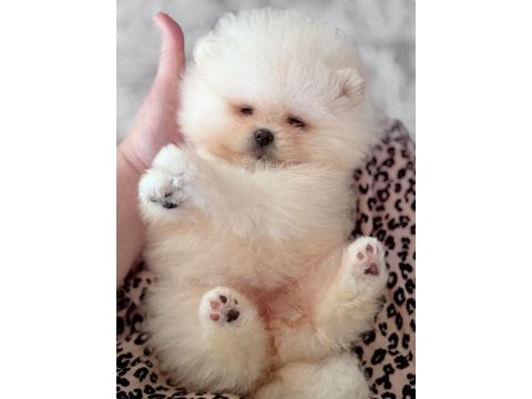 Mini boy pomeranian küçük prenses