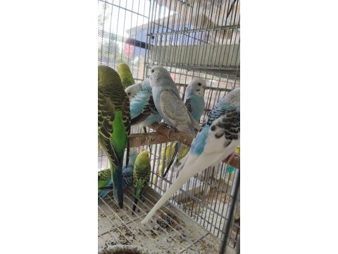 Ele alıştırmalık yavru muhabbet kuşları erkek