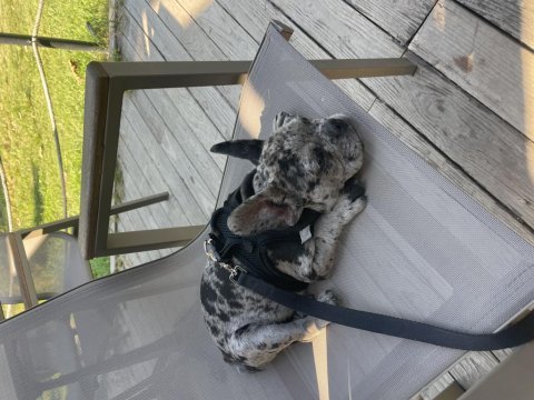 3 aylık erkek french bulldog