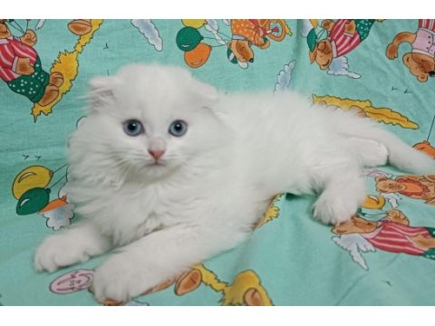 Scottish fold longhair