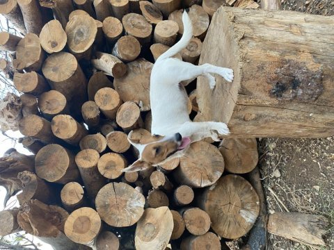 Çift maskeli safkan jack russell