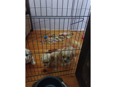 2.5 aylık american cocker yavrularımız yuva arıyor