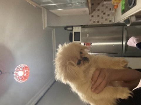 Son erkek pekinez köpeği