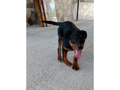 İkiside 4 aylık dişi rottweiler bilgi için lütfen whatsapp