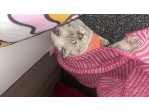 Scottish fold dişi kedimiz