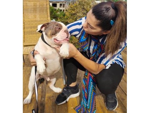 İngiliz bulldog - aman allah ım bana mı bakıyorsun!