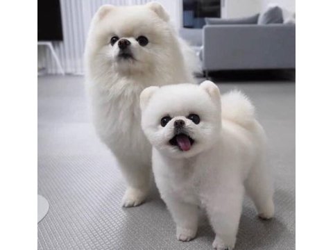 Ayı surat pomeranian yavrularım