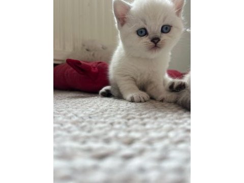 Mavi gözlü british shorthair boncuklar yuva arıyor