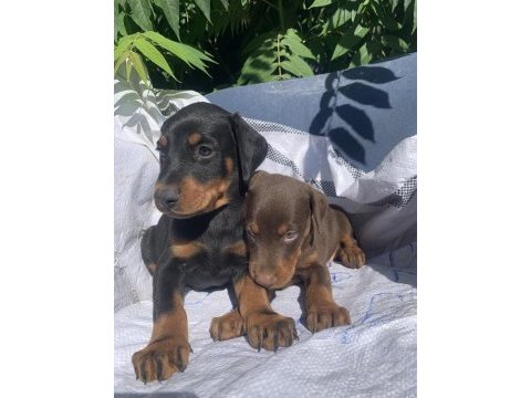 Üst kalite doberman yavrular