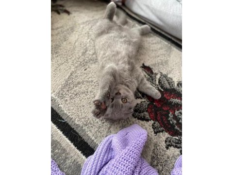 Scottish fold kızımız adı minnoş çipi var