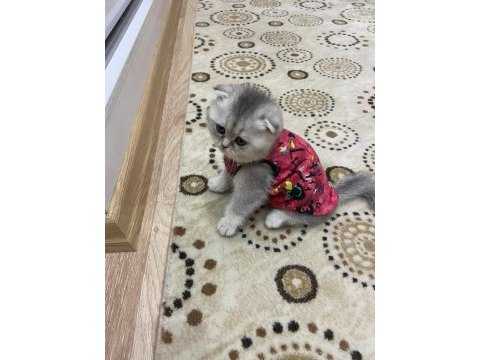 Yavru dişi eğitimli aşılı karneli scottish fold