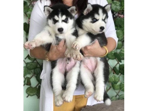 Husky sibirya yavruları