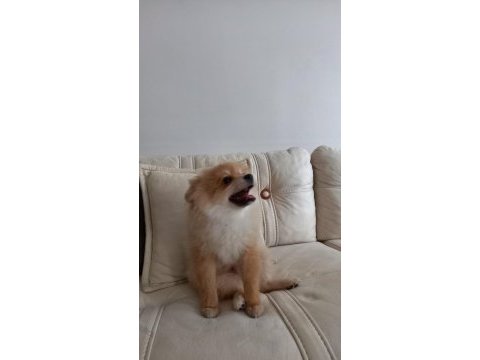 Pomeranian cinsi kopek