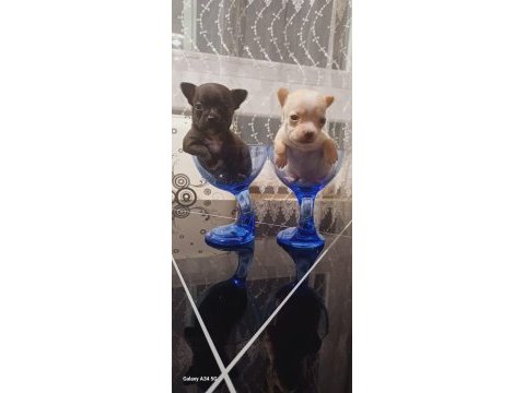 Chihuahua elma kafa