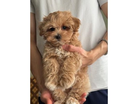 Muhteşem anne babanın maltipoo yavruları