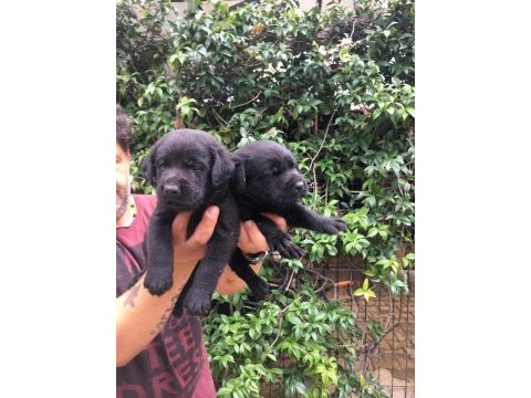 Labrador yavrular