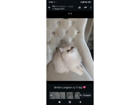 British longhair dişi
