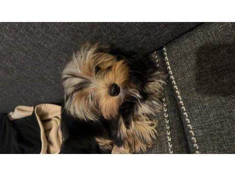 Yorkshire terrier 4-5 aylık