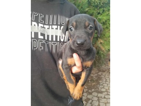 Doberman yavrum