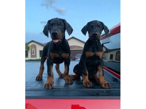 Çevik doberman bebekleri