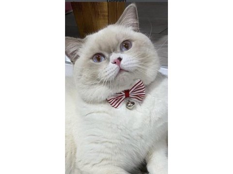 Yakışıklı british shorthair oğlumuz