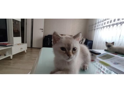 British shorthair ve blue point