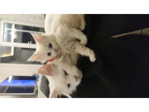 2 aylık safkan maine coon yavrularımız