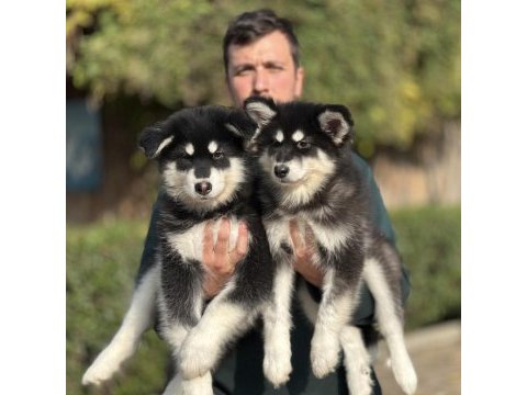 Safkan alaskan malamute yavrularımız