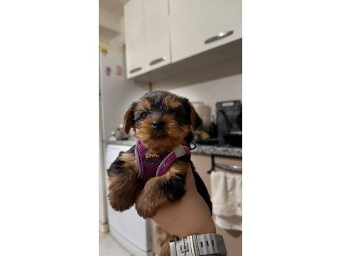 Yorkshire terrier yavruları
