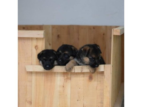 Alman çoban köpeği yavruları