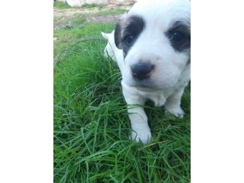 Border collie melezi sahiplendirme
