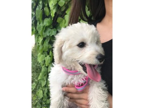 4 aylık maltese terrier çipli kaçmazzz