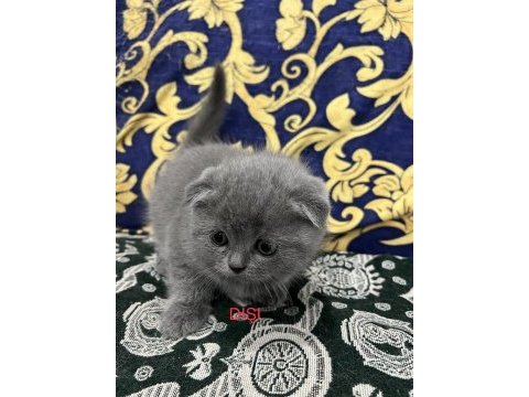 Scottish fold british