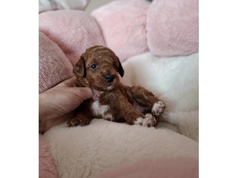 Maltipoo  yavrularımız 