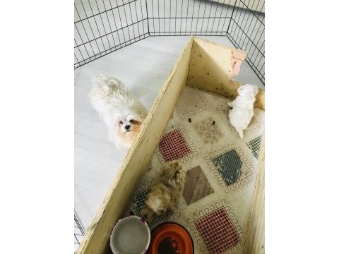 Maltipoo ve maltese yavrularım ırk garantili
